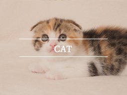 猫飼育可