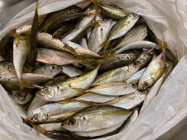 海釣り🐟